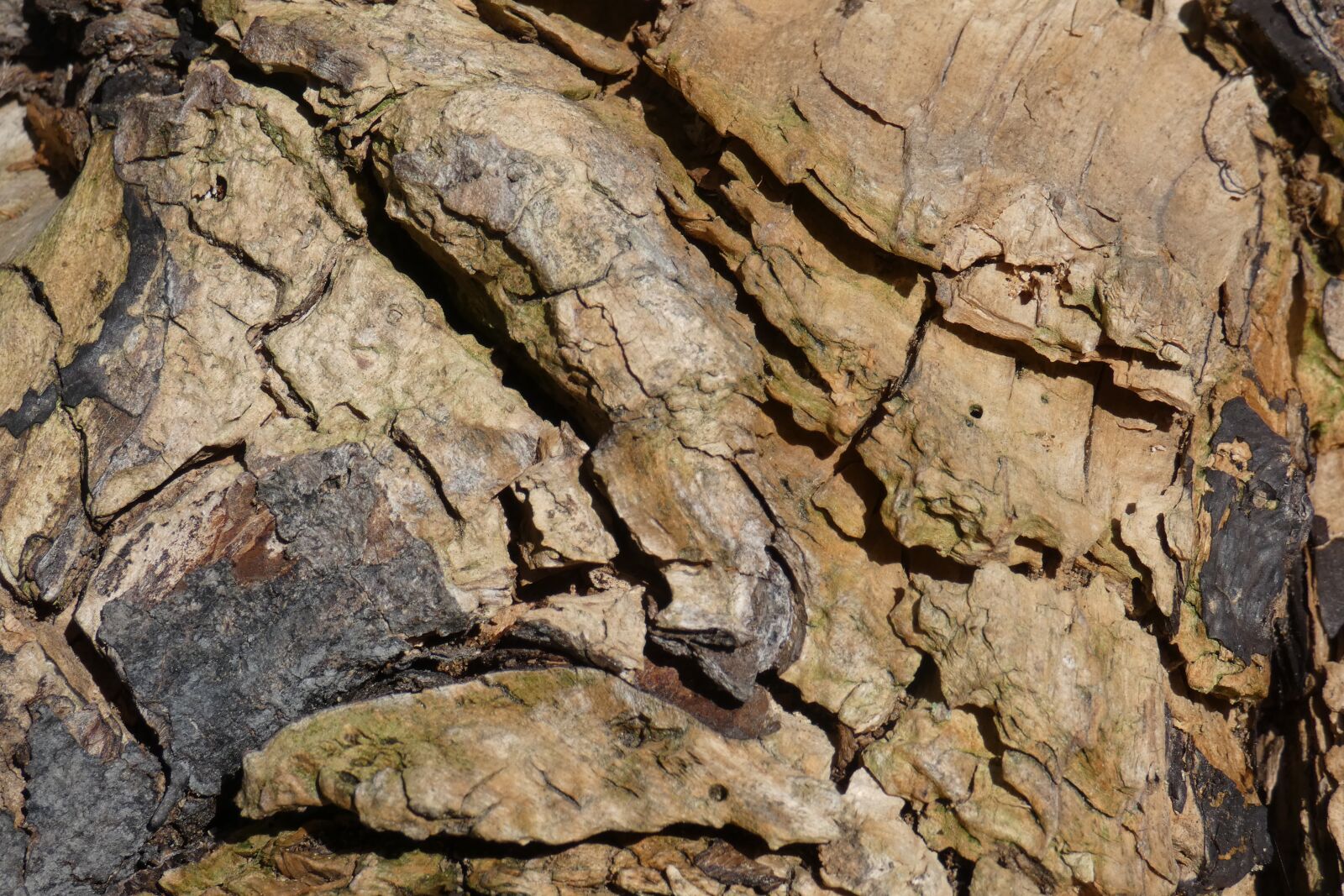 Panasonic DC-FZ83 sample photo. Wood, forest, old photography