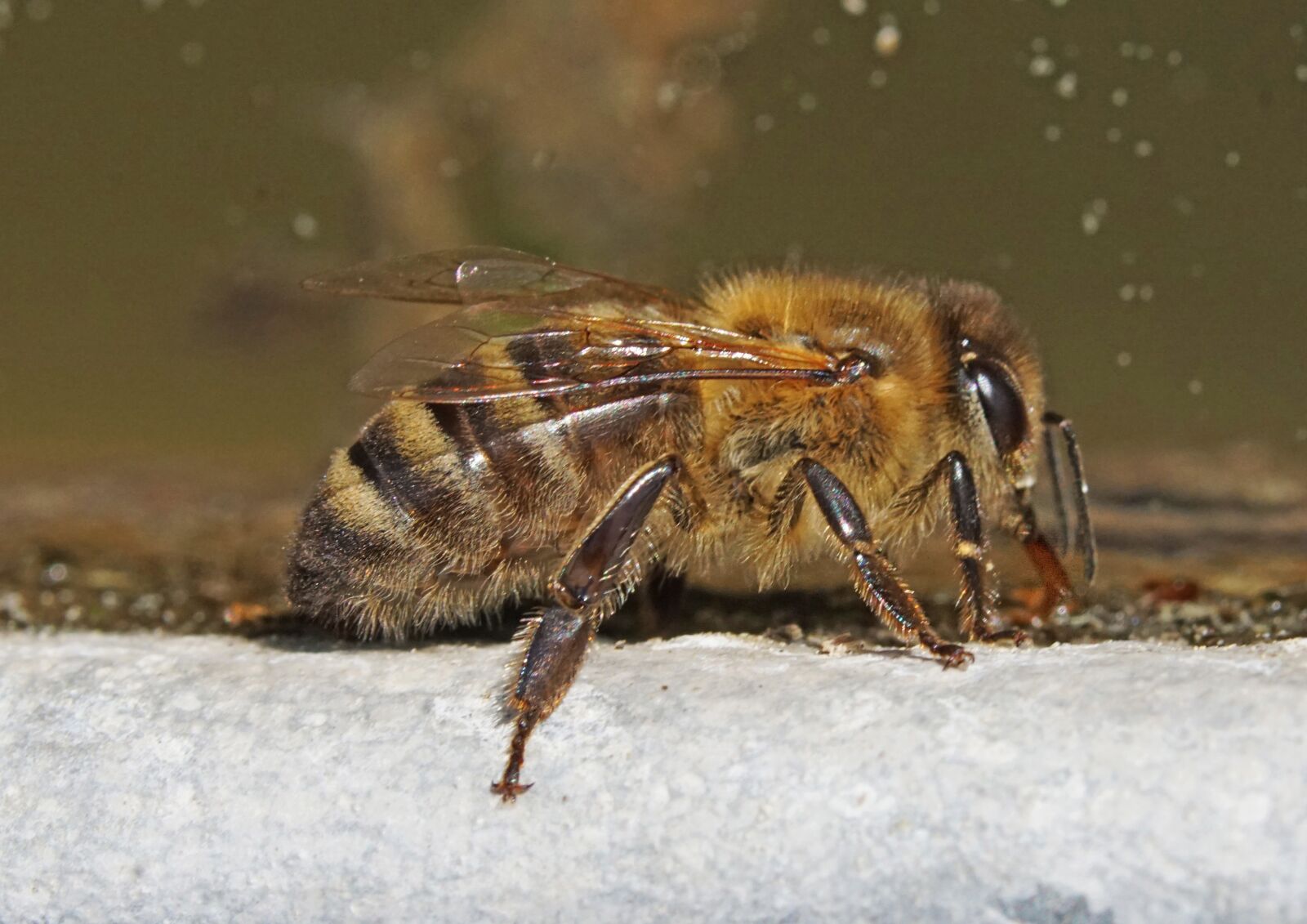 Tokina Firin 100mm F2.8 FE Macro sample photo. Nature, insect, bee photography