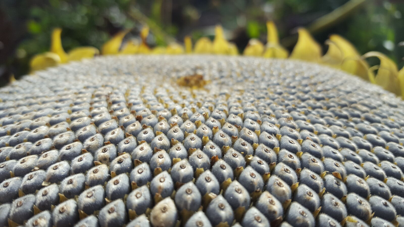 Samsung Galaxy S6 sample photo. Grey, seeds, sunflower photography
