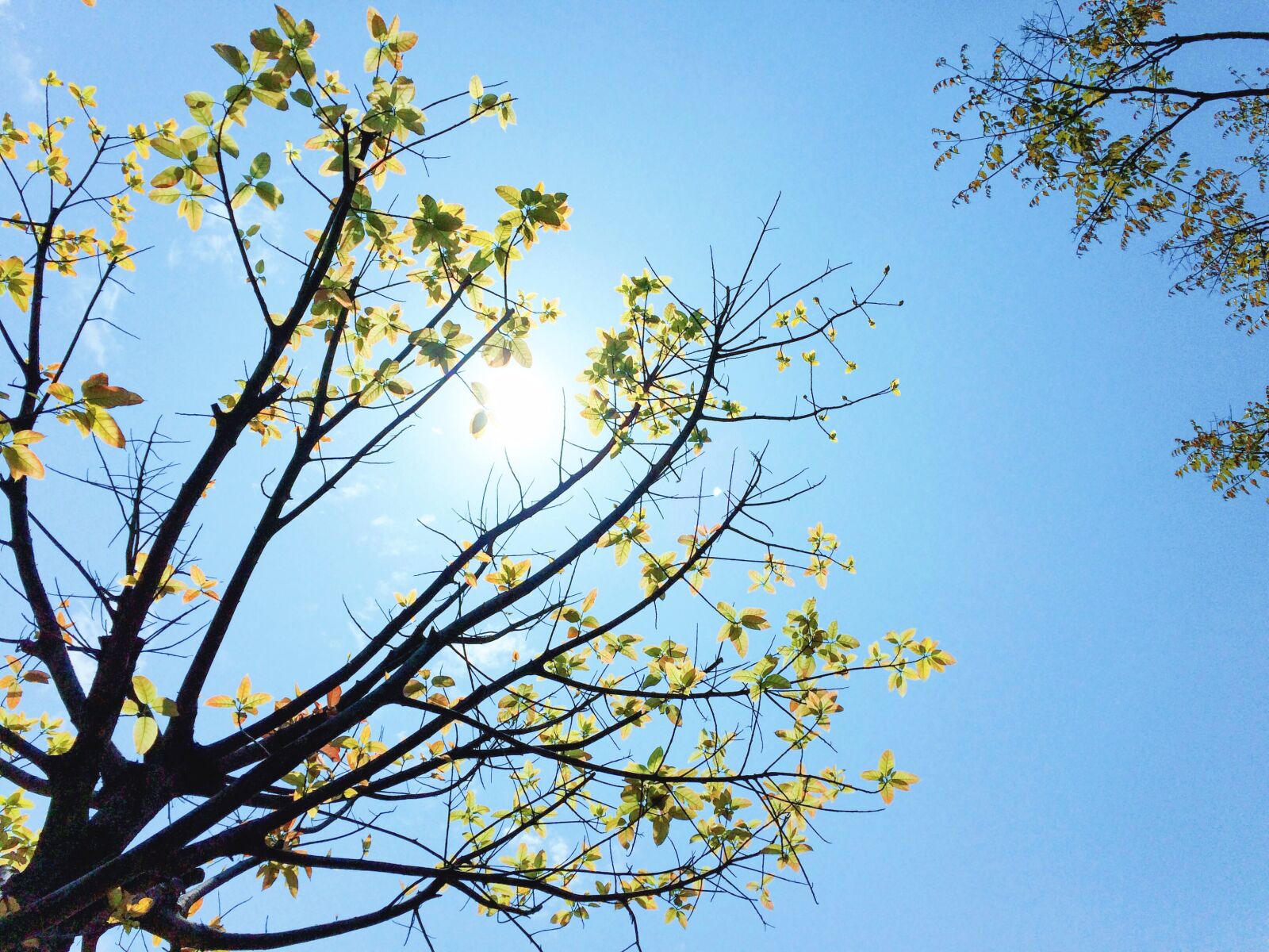 iPhone 5s back camera 4.15mm f/2.2 sample photo. Beautiful, blue, sky, fresh photography