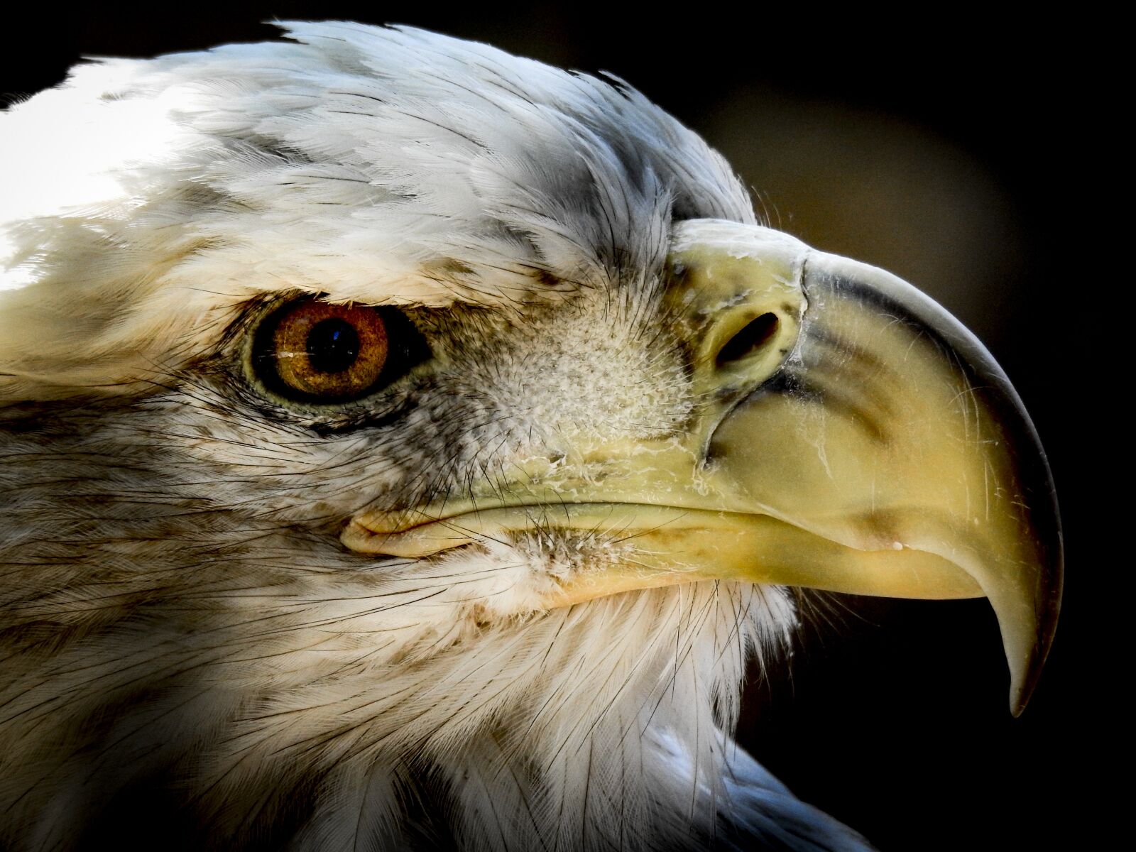 Nikon Coolpix P900 sample photo. Eagle, bald, male photography