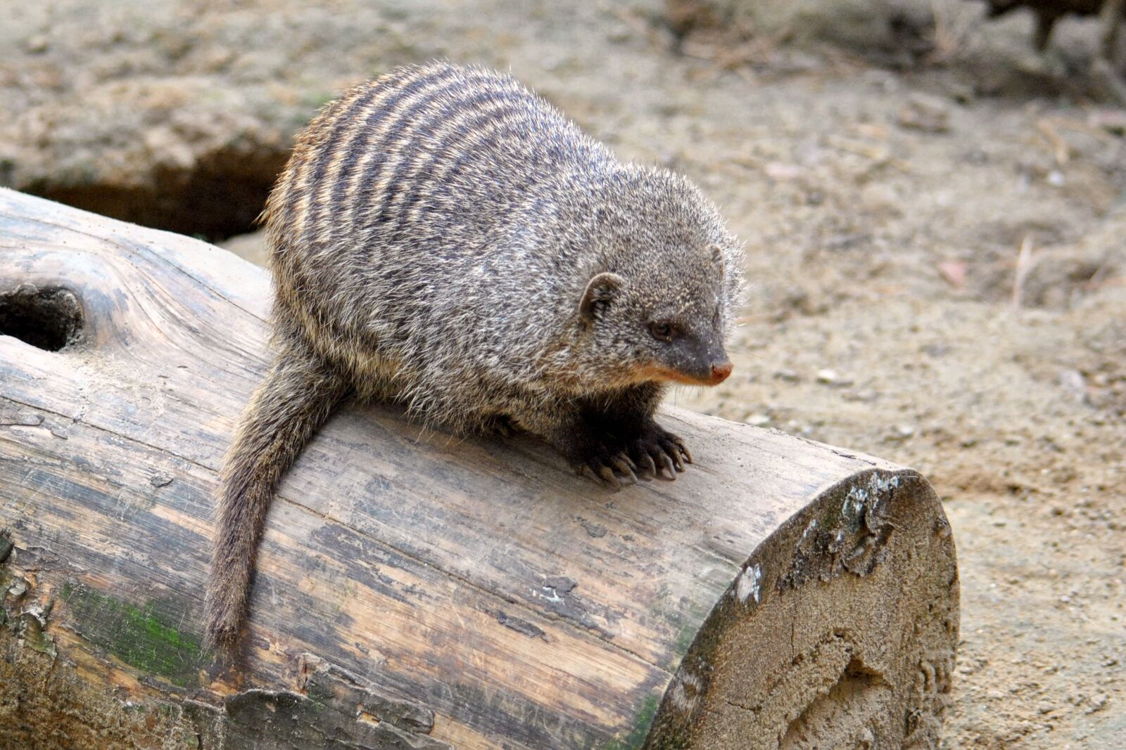 Nikon D3000 sample photo. Mongoose, mammal, animal photography