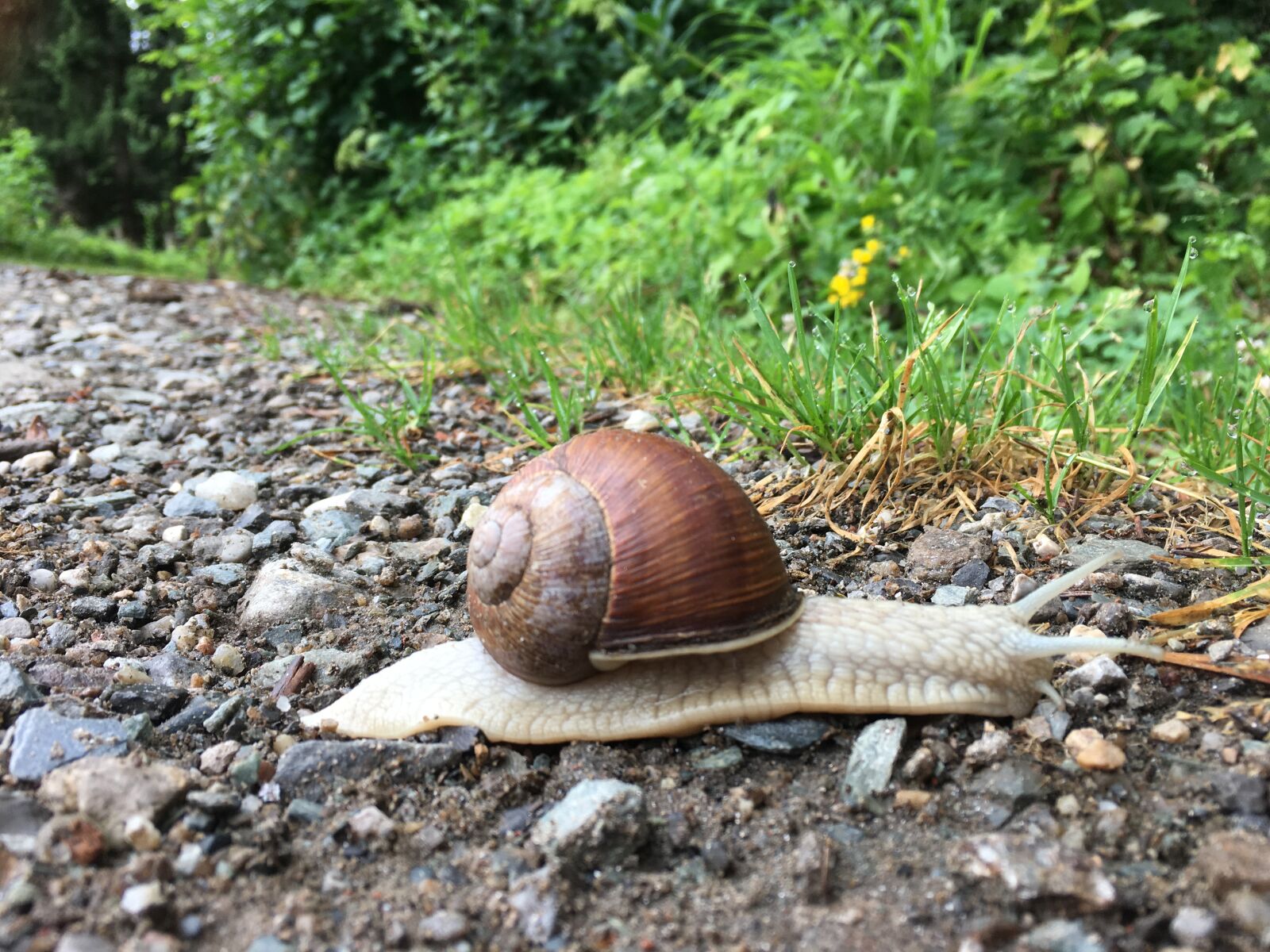 Apple iPhone 6s Plus sample photo. Snails, nature, snail photography