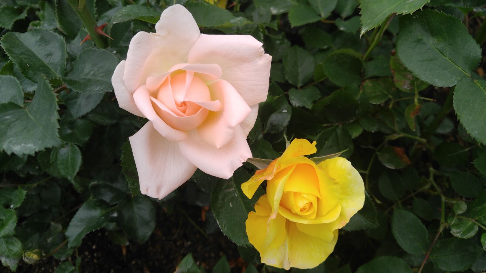 LG V10 sample photo. Rose, flower, petal photography