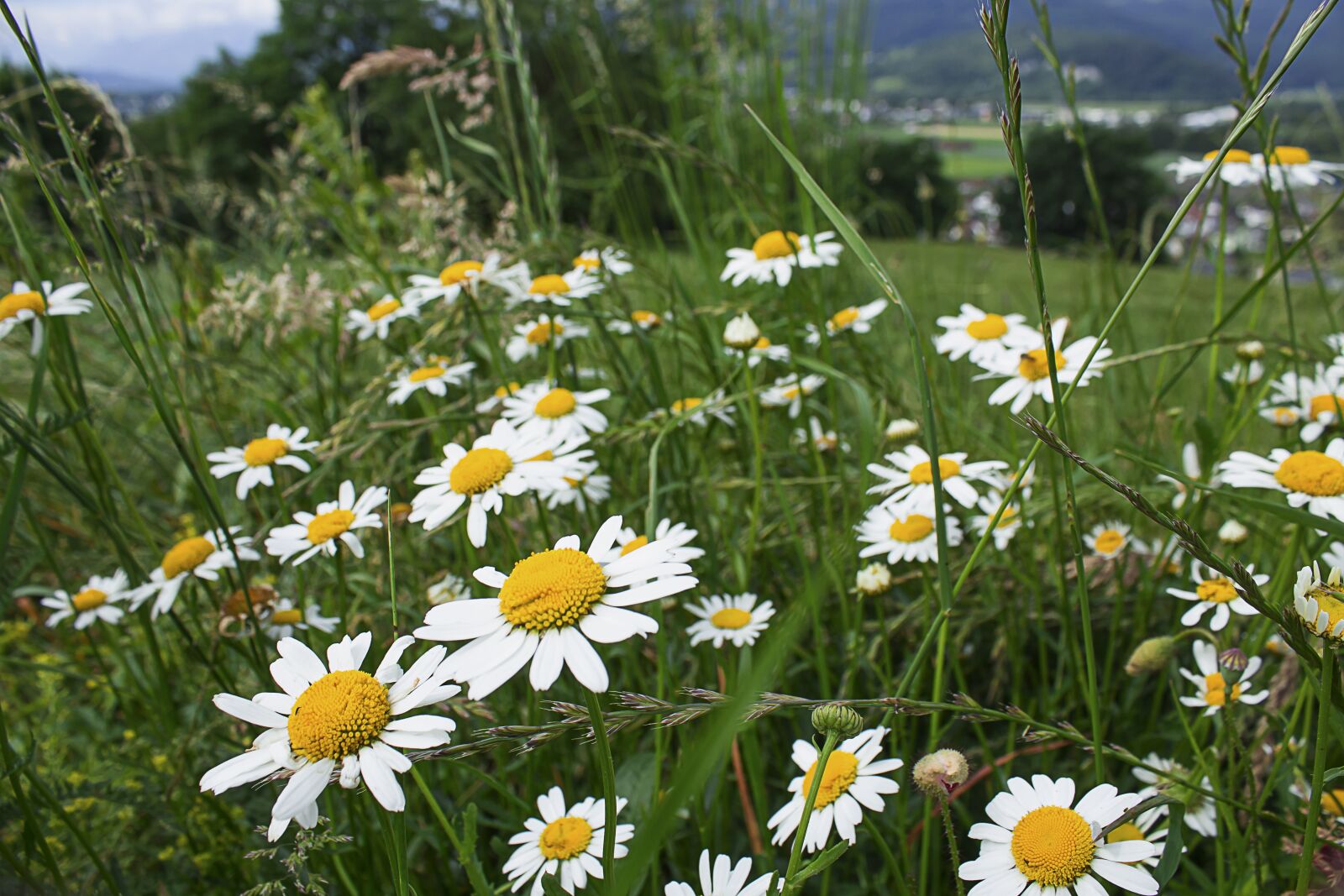 Canon EOS 700D (EOS Rebel T5i / EOS Kiss X7i) sample photo. Field and meadow, white photography