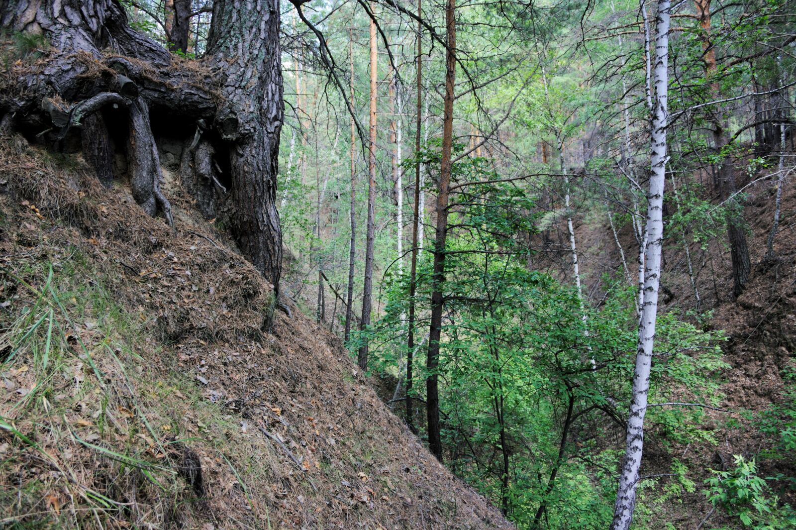 Canon EOS 1000D (EOS Digital Rebel XS / EOS Kiss F) sample photo. Breakage, forest, ravine photography