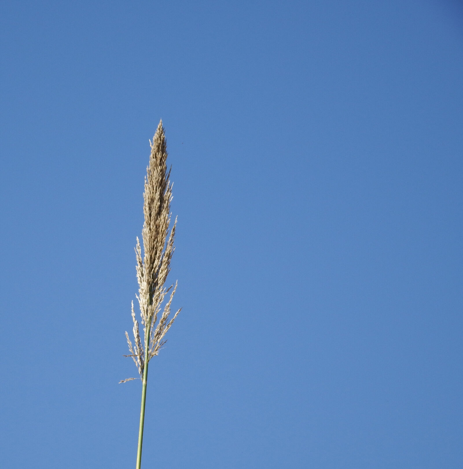 Fujifilm FinePix S1 sample photo. Blue, plant, reed, sky photography
