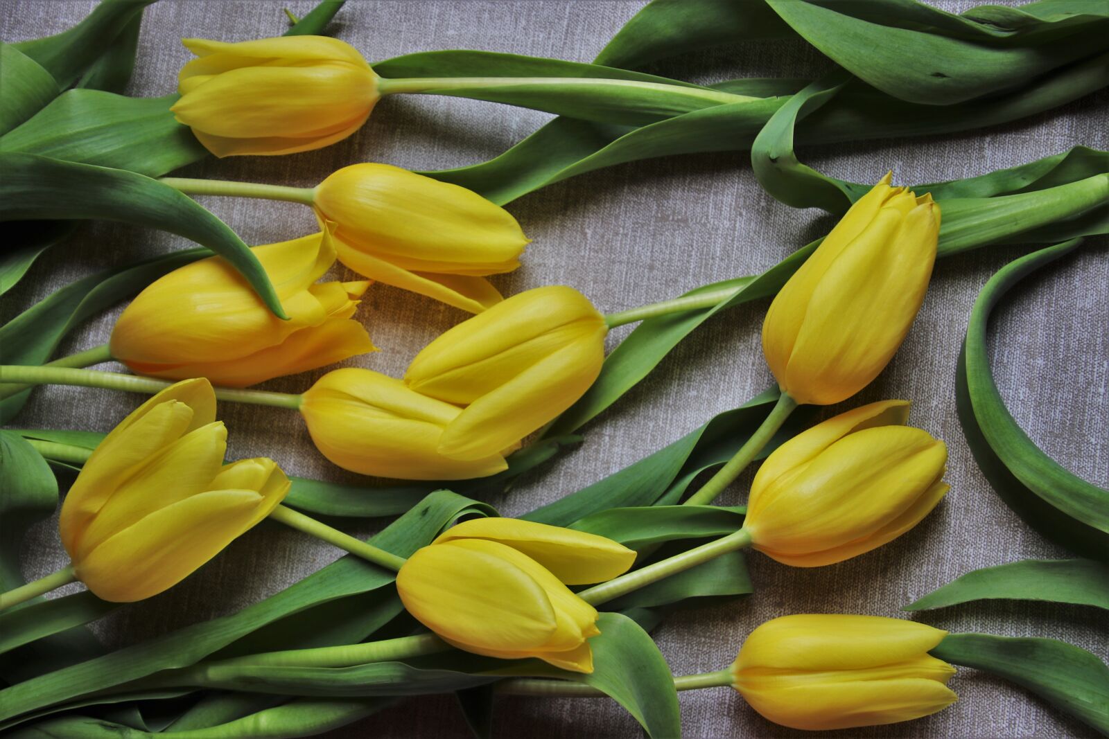 Canon EOS 80D sample photo. Tulips, yellow, the background photography