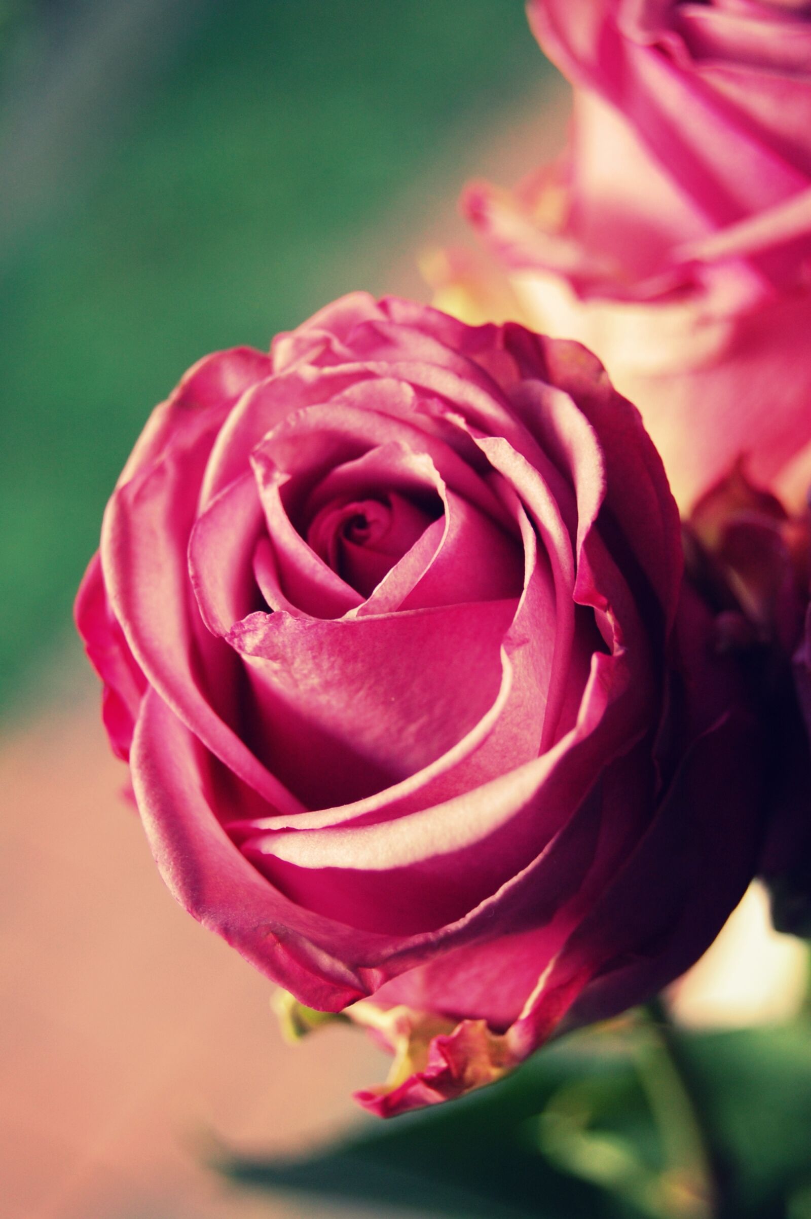 Nikon D40 sample photo. Flower, rose, nature photography