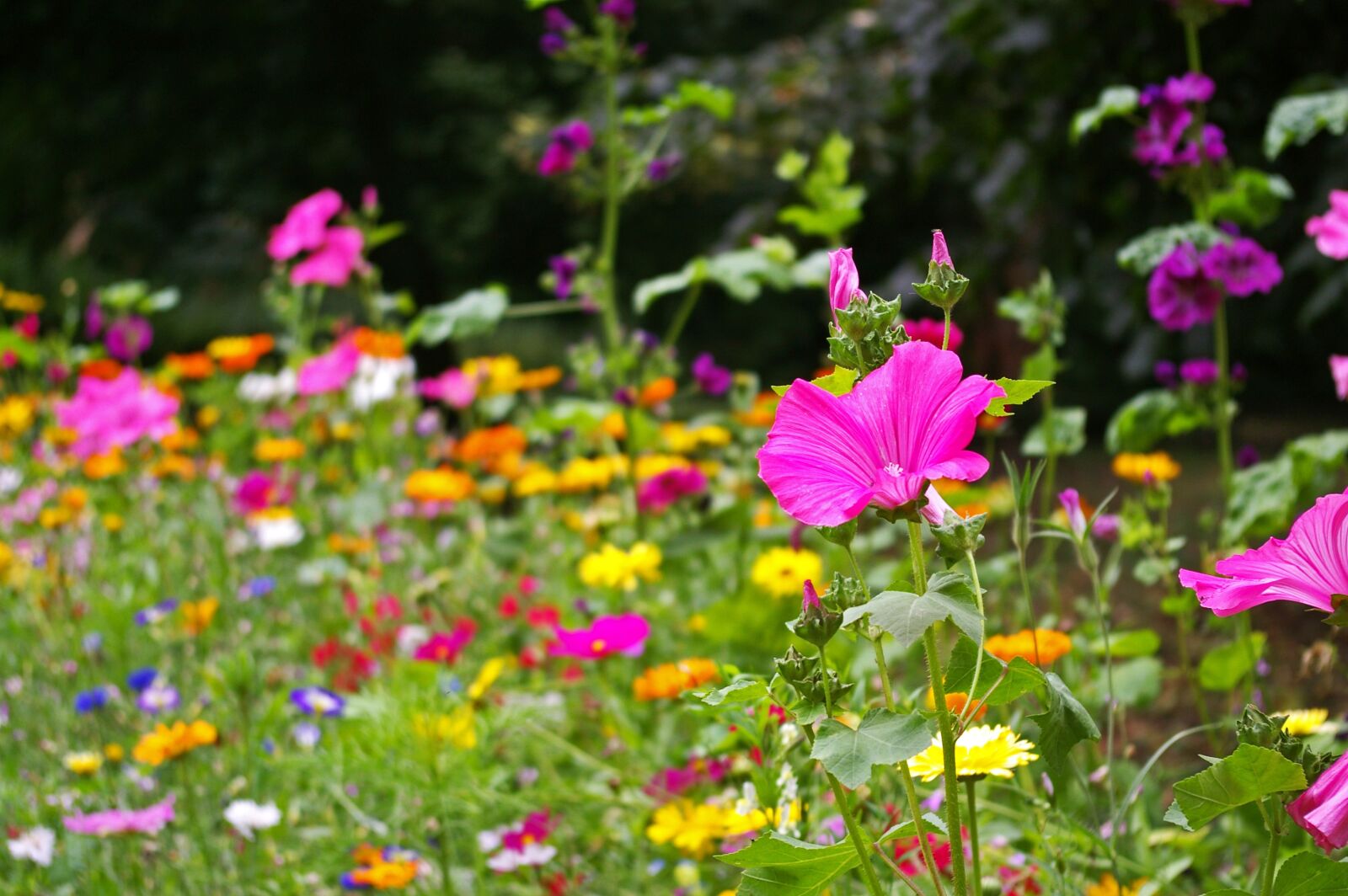 Pentax *ist DL2 sample photo. Flower meadow, wild flowers photography