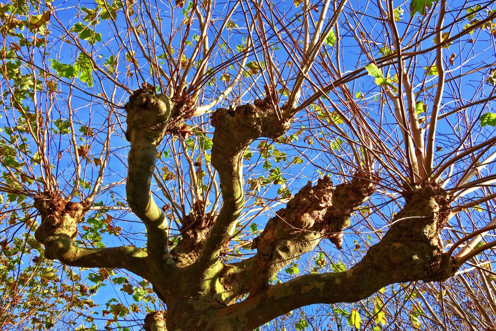 Sony Cyber-shot DSC-RX100 sample photo. Tree, pollard, willow photography