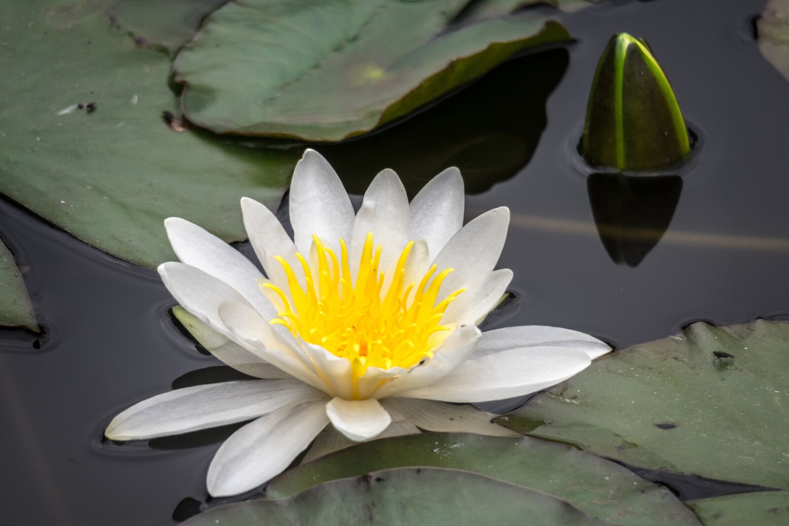 Canon PowerShot G3 X sample photo. Water lily, blossom, bloom photography