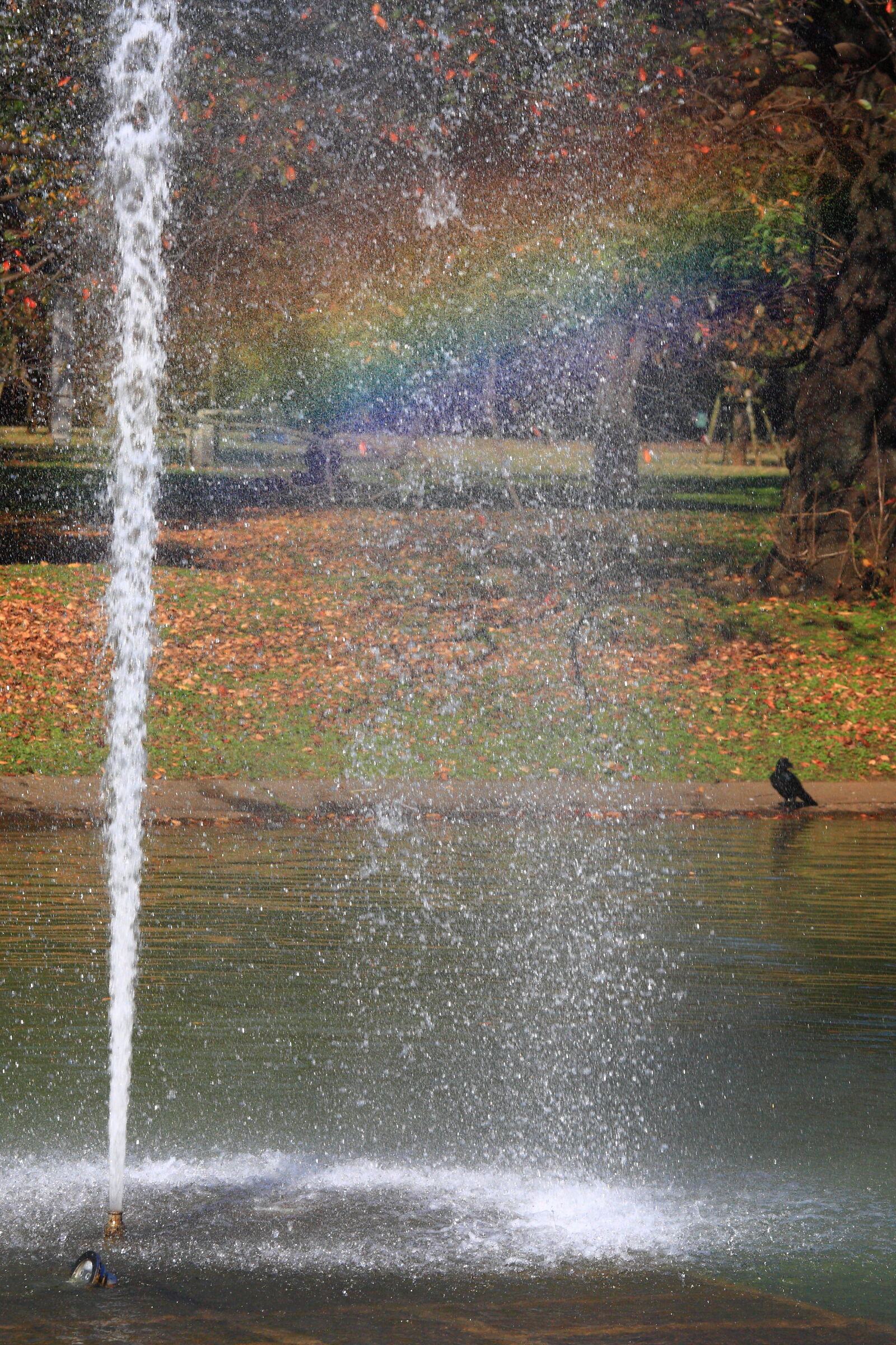 Canon EOS-1D Mark III + Canon EF 70-200mm F4L IS USM sample photo. Crow, fountain, lake, pond photography