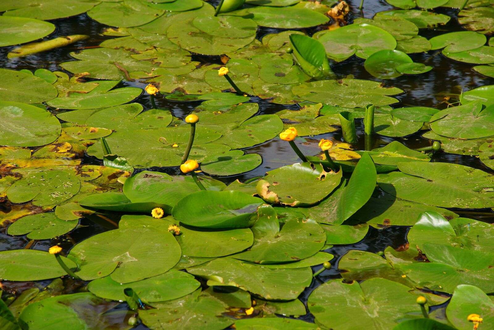 Minolta AF 80-200mm F2.8 HS-APO G sample photo. Water lilies, pond, water photography
