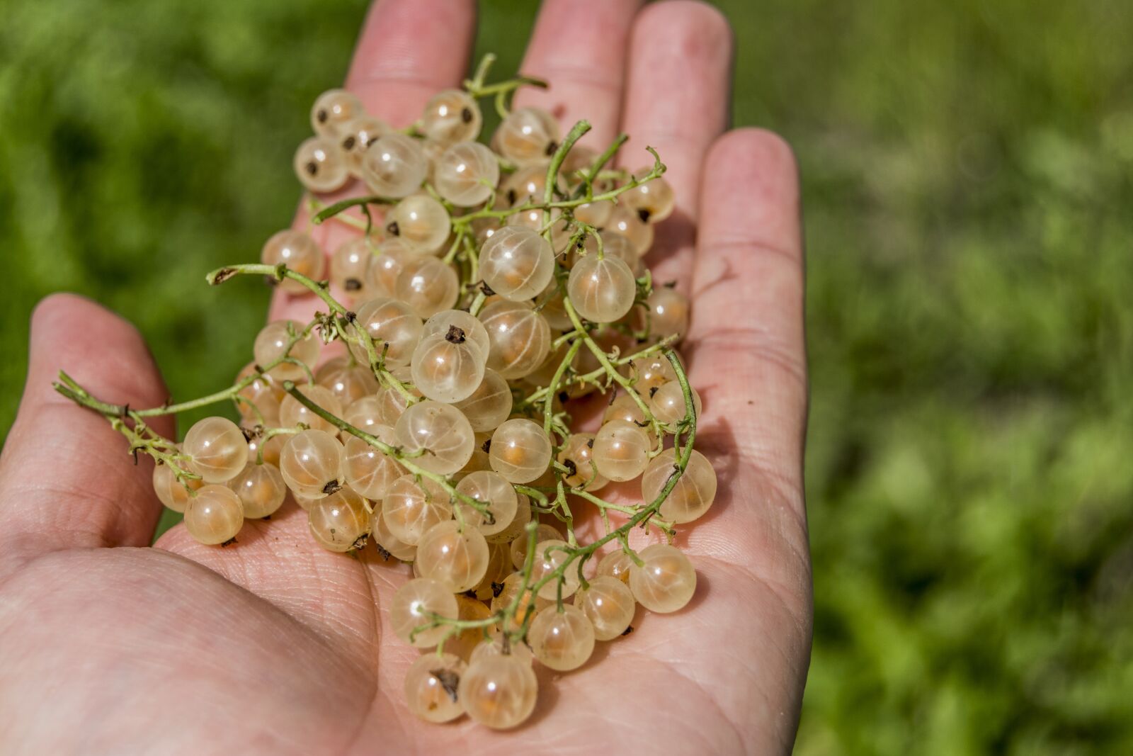 Nikon D7100 sample photo. Hand, currant, white photography