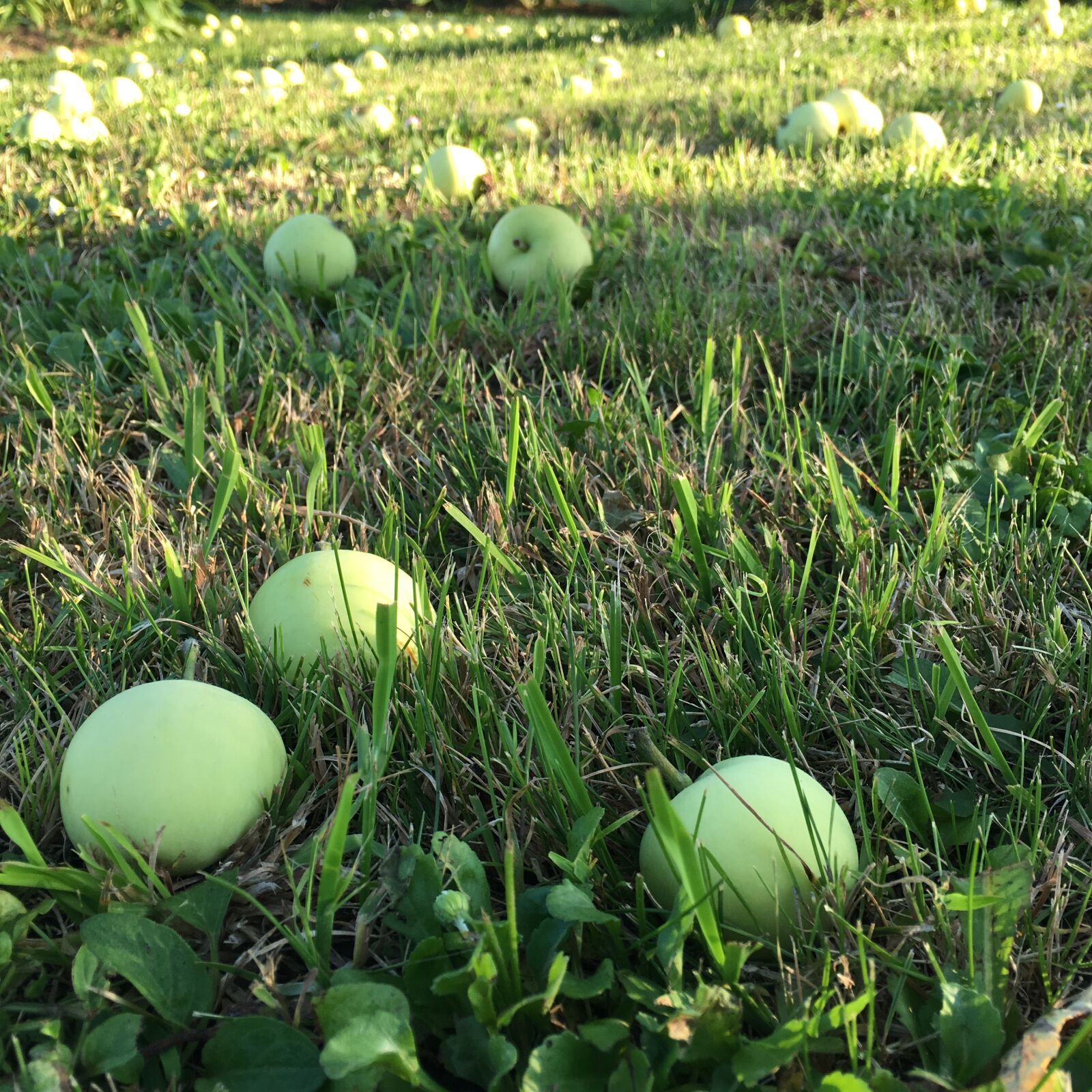 iPhone SE back camera 4.15mm f/2.2 sample photo. Apples, grass, green apples photography