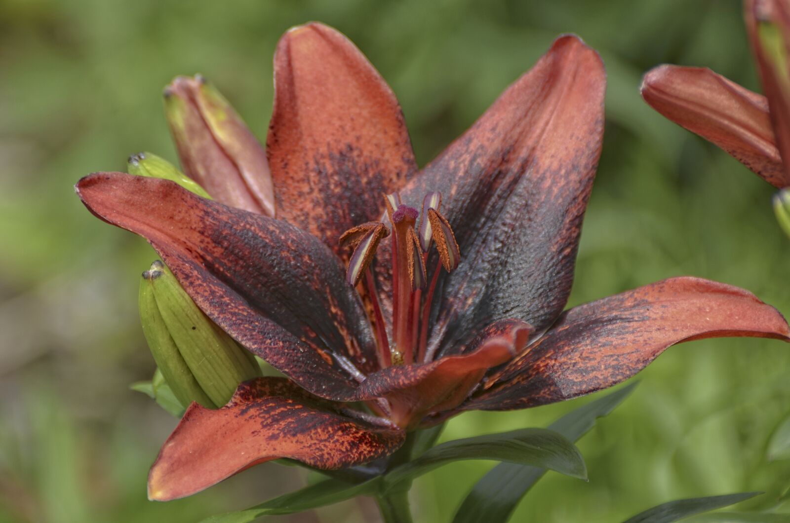 Nikon D7000 sample photo. Pink lily, white background photography