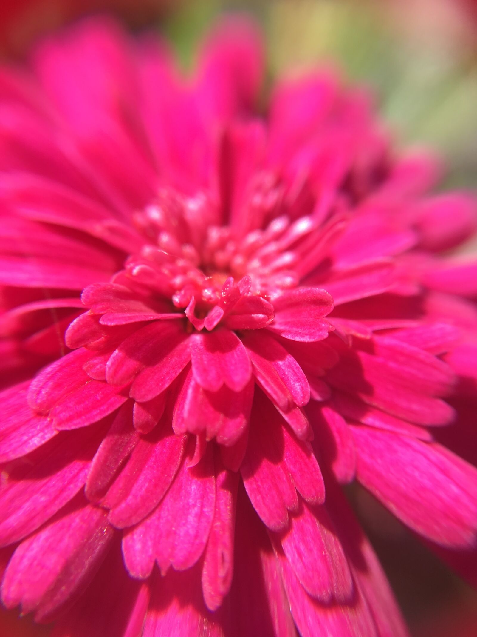 iPhone SE back camera 4.15mm f/2.2 sample photo. Flower, blossom, bloom photography