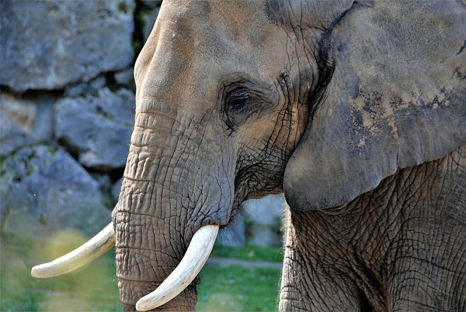 Nikon D80 sample photo. Elephant, pachyderm, tusks photography
