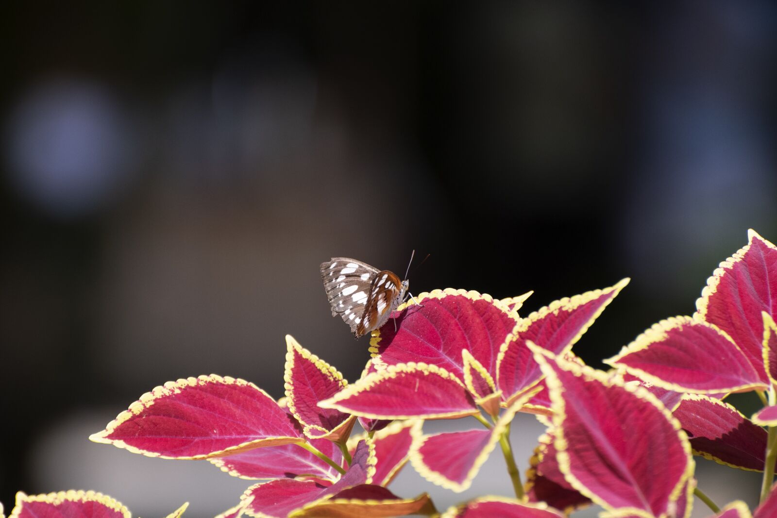 Nikon D7500 sample photo. Butterfly, wings, antennae photography