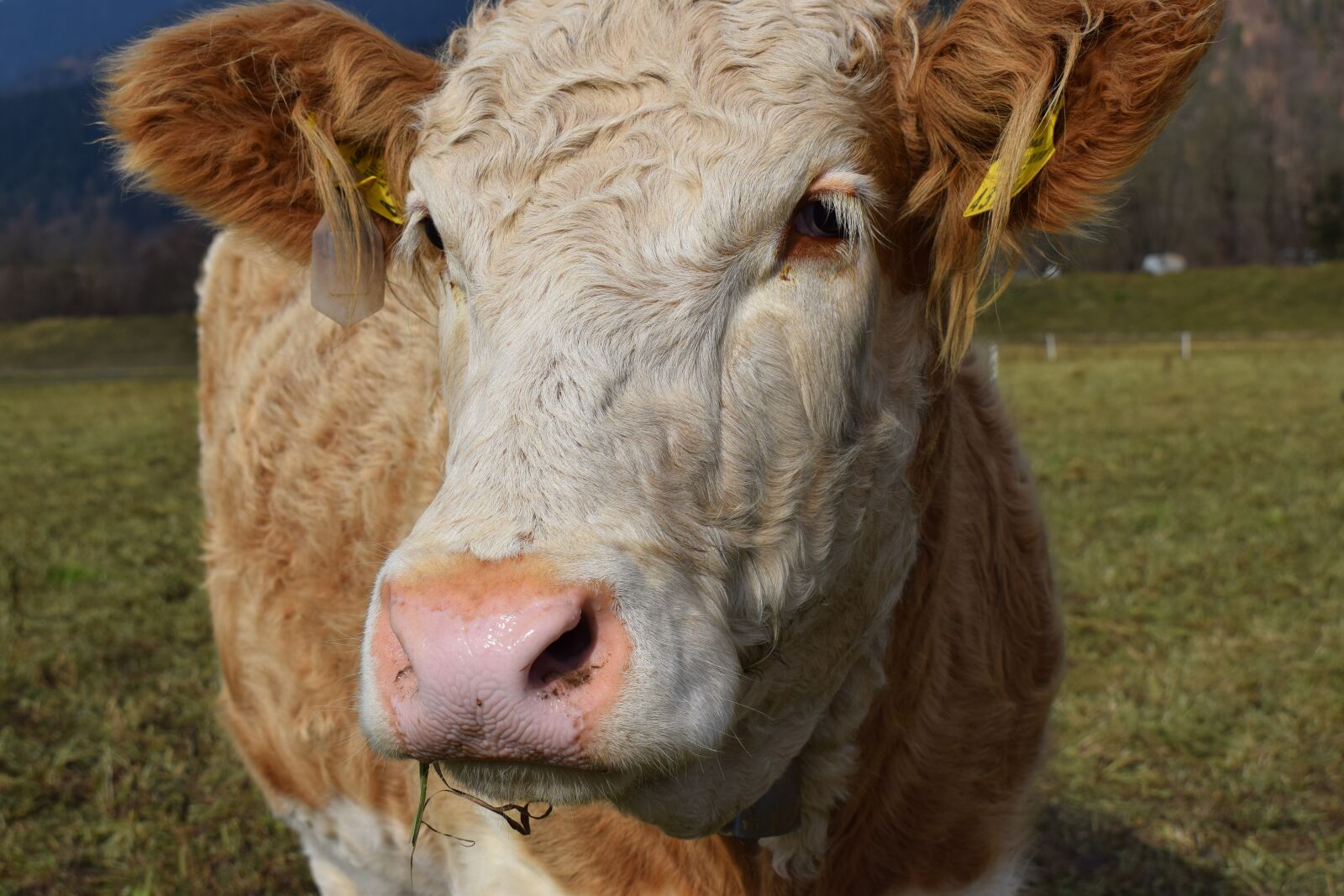 Nikon D3300 sample photo. Cow, light brown, eat photography