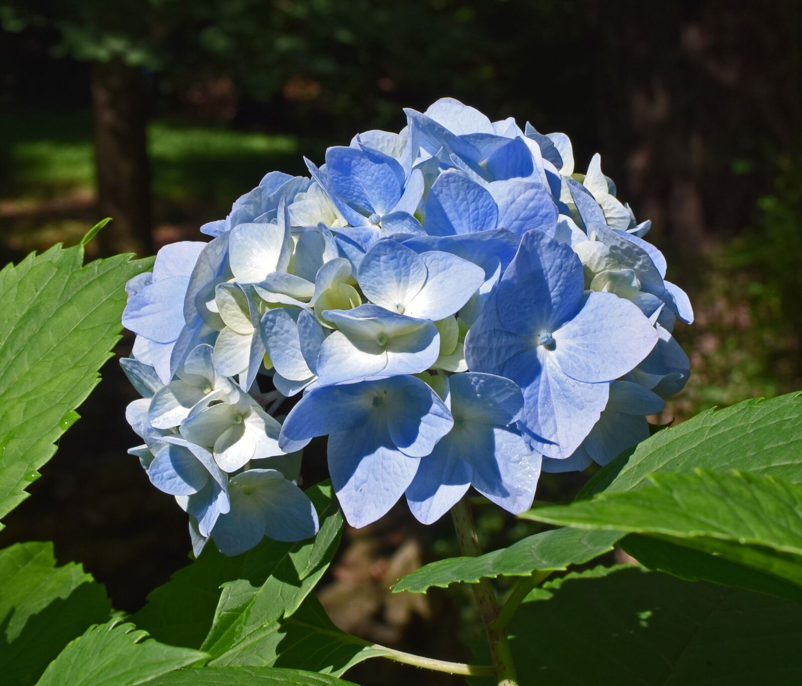 Nikon D3300 sample photo. Nice blue hydrangea, hydrangea photography