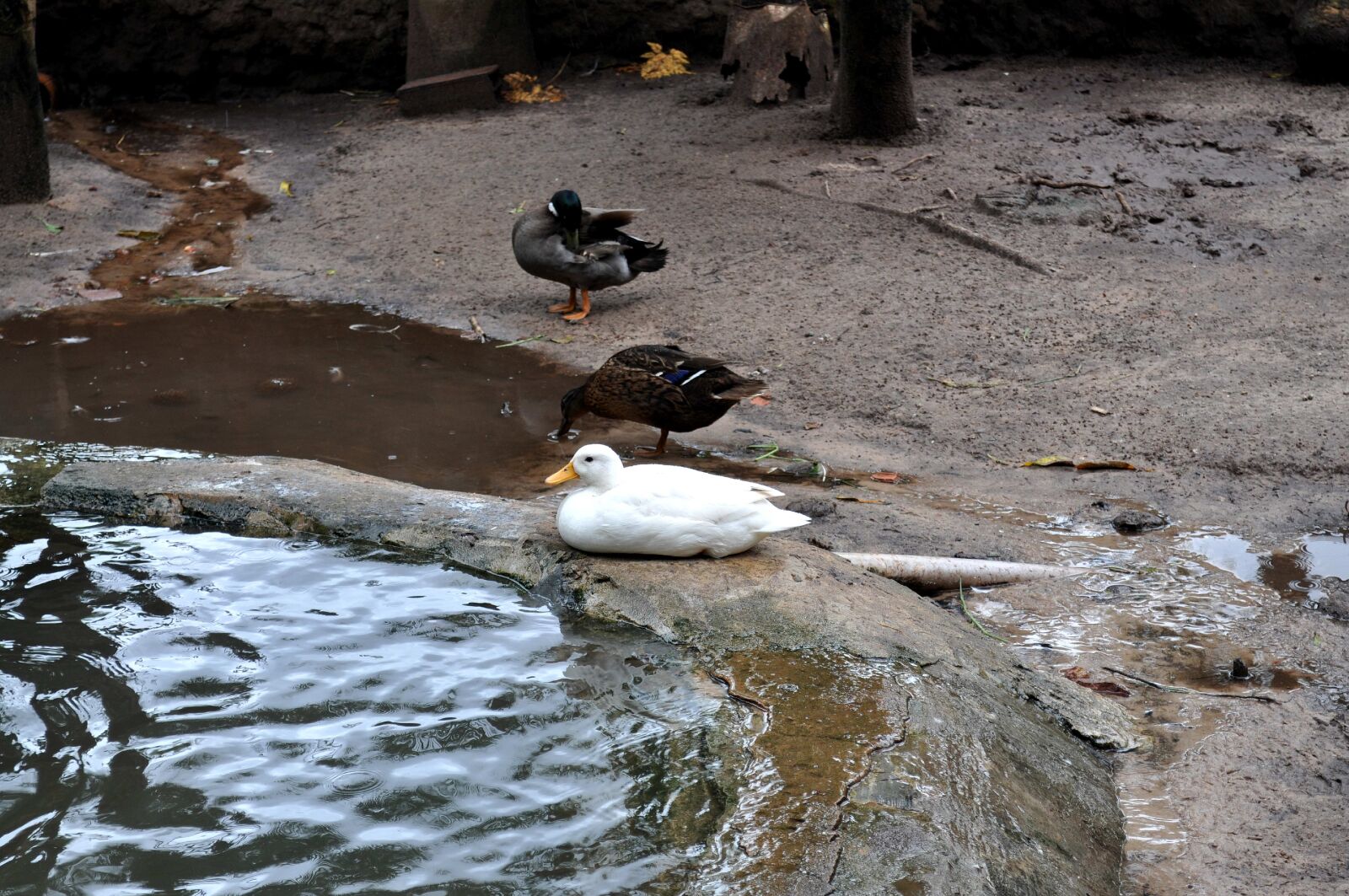 Nikon D5000 sample photo. Decorative, wood, ducks, pool photography