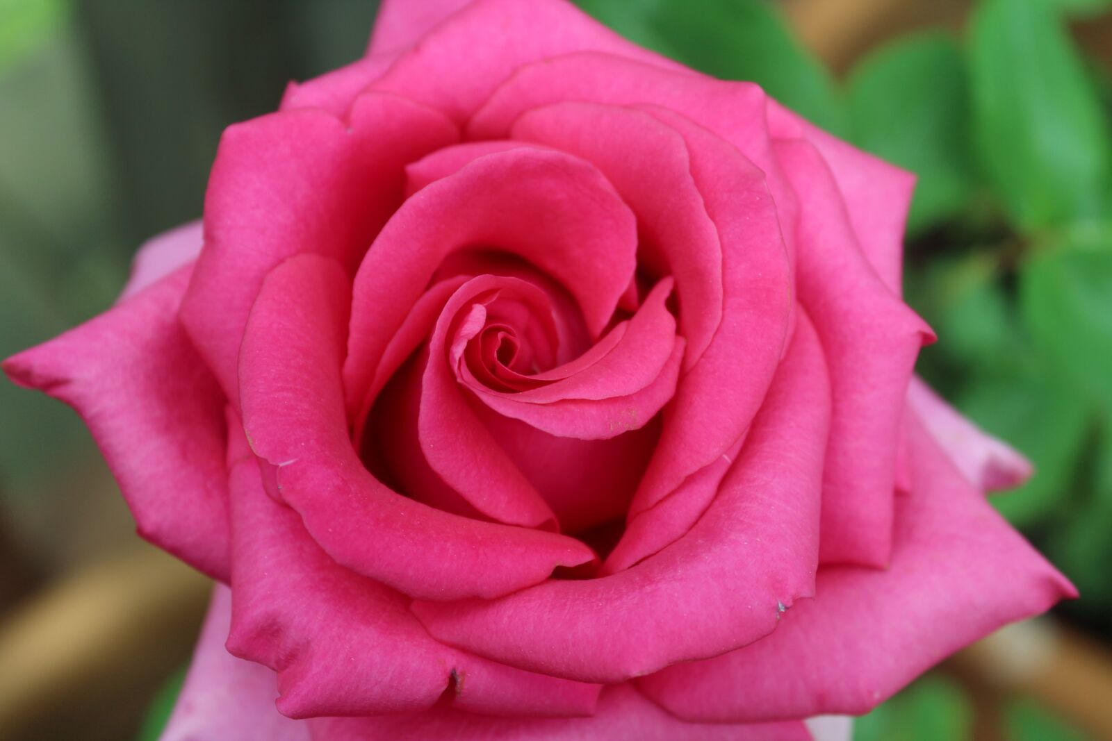 Canon EOS 1300D (EOS Rebel T6 / EOS Kiss X80) sample photo. Flower, rose, pink photography