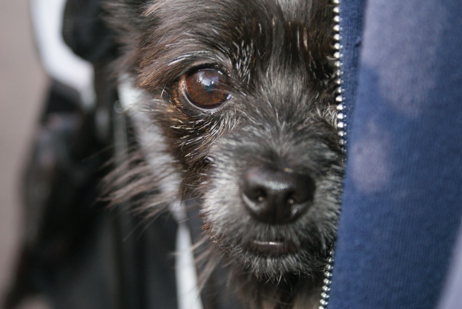 Sony Alpha DSLR-A200 sample photo. Dog, mammal, animal photography