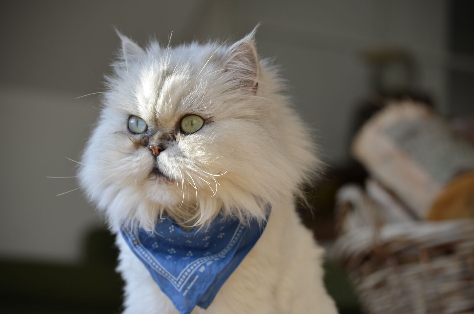 Nikon D5100 sample photo. Cat, beautiful, beauty photography