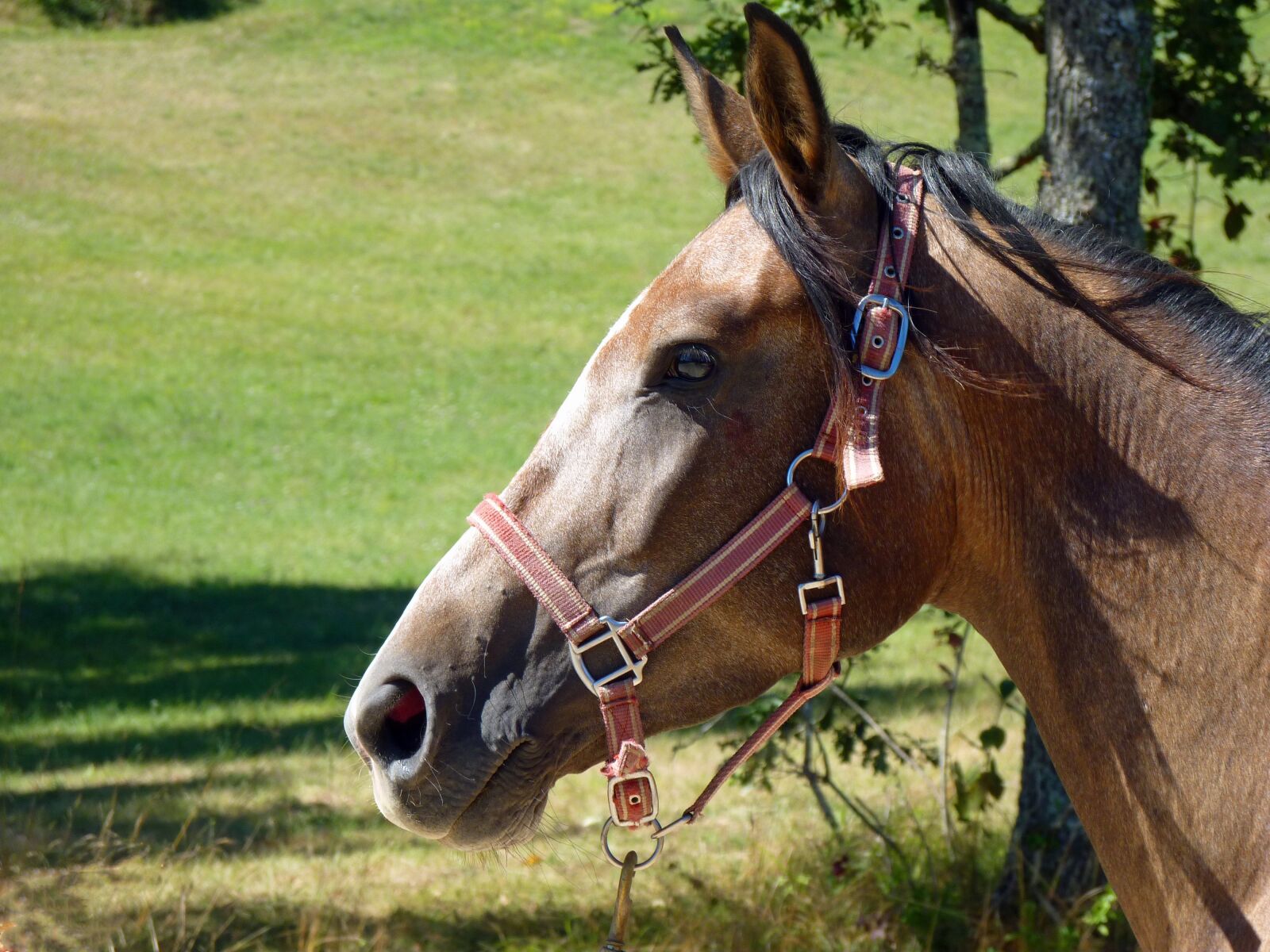 Panasonic Lumix DMC-FZ35 (Lumix DMC-FZ38) sample photo. Horse, pure arab blood photography