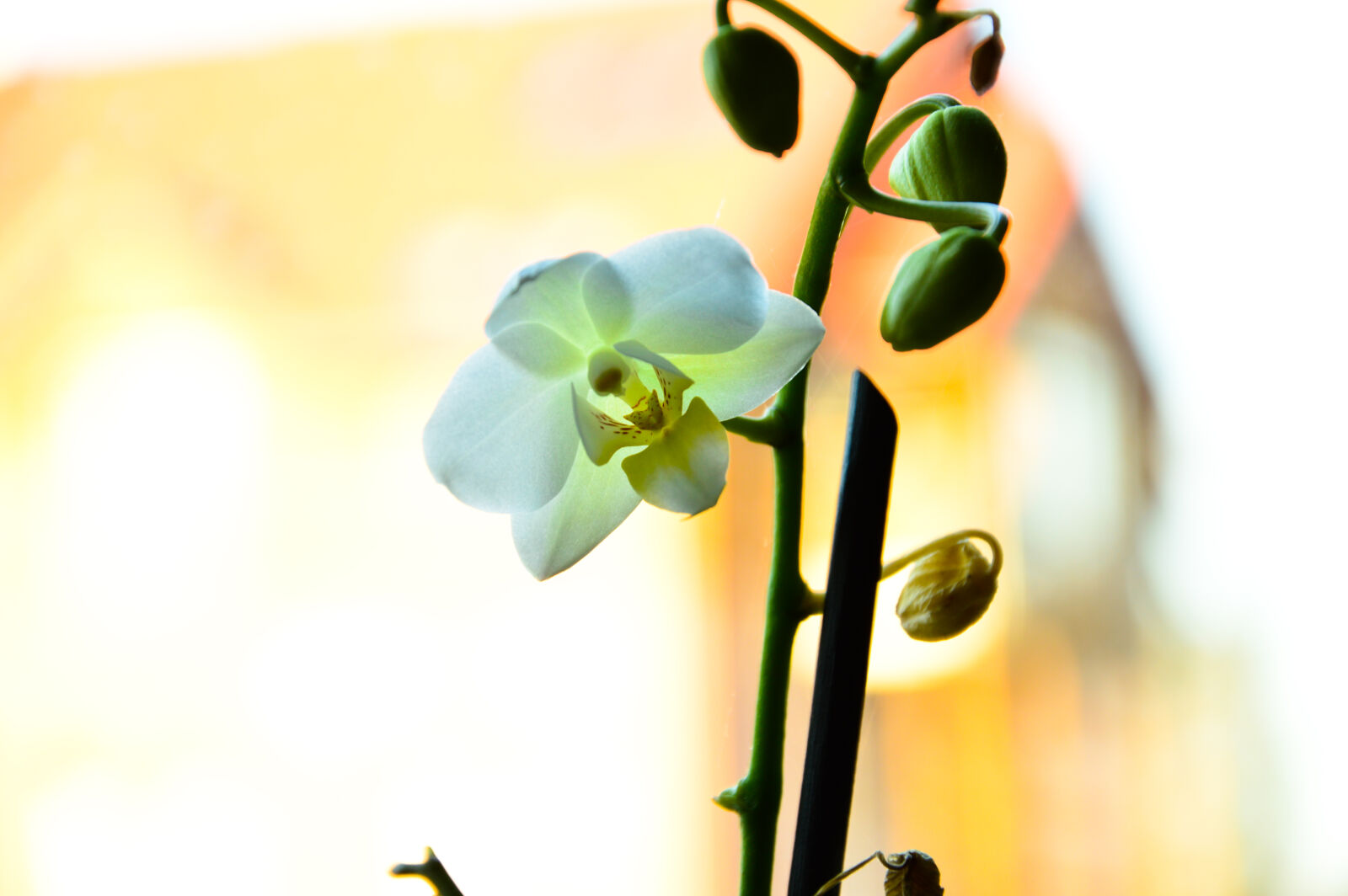 Nikon D3200 sample photo