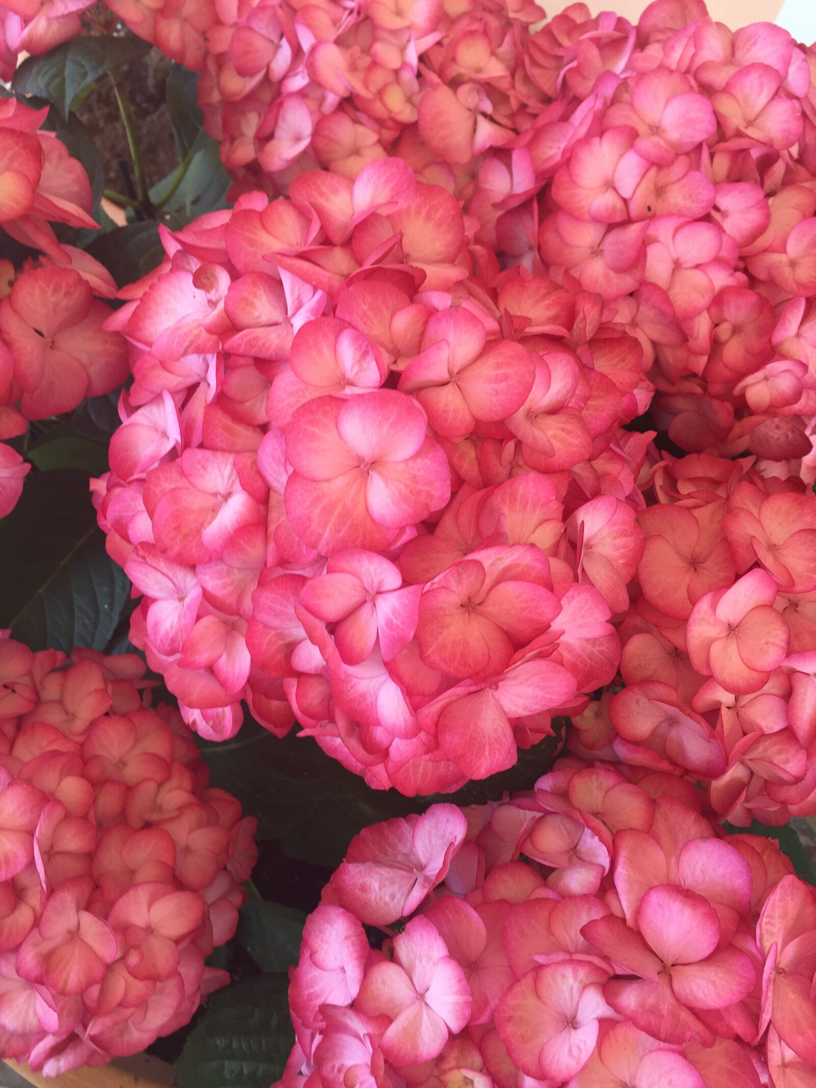 Apple iPhone 6 sample photo. Hydrangeas, flowers, hydrangea photography