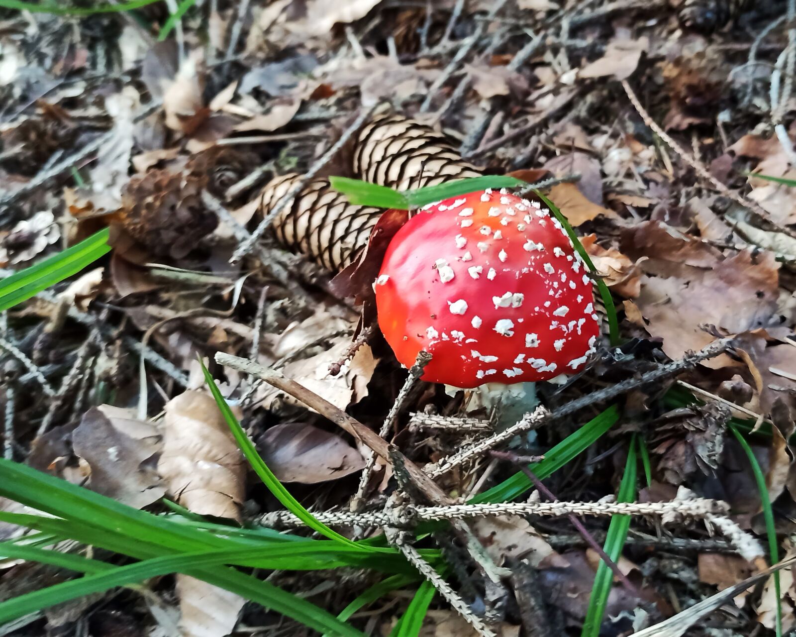 Xiaomi Redmi Note 8 Pro sample photo. Fly agaric, forest, mushroom photography