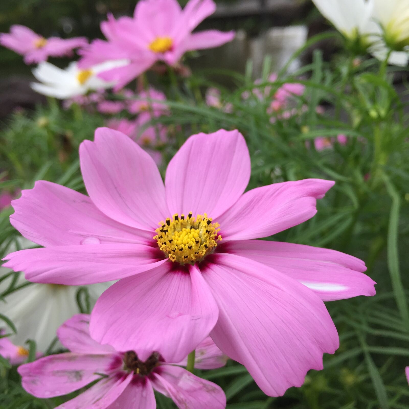 Apple iPhone 6 sample photo. Cosmos, pink, summer photography