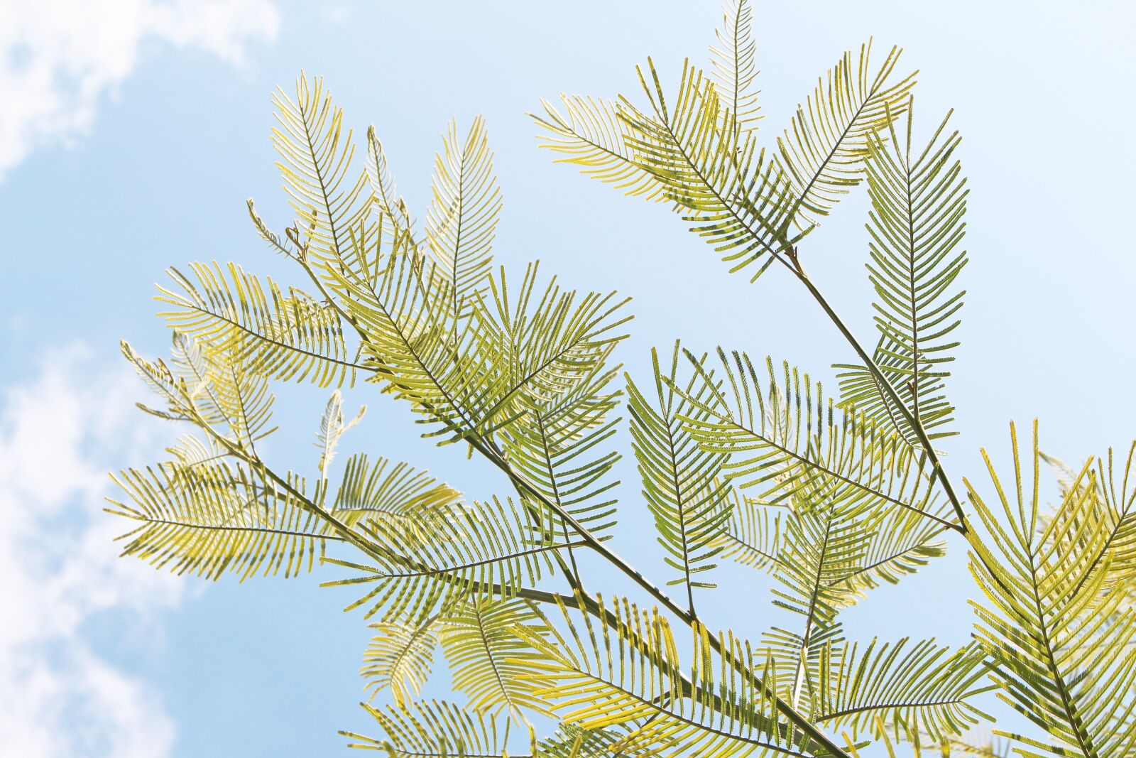 Canon EOS 700D (EOS Rebel T5i / EOS Kiss X7i) sample photo. Acacia, acacias, green photography