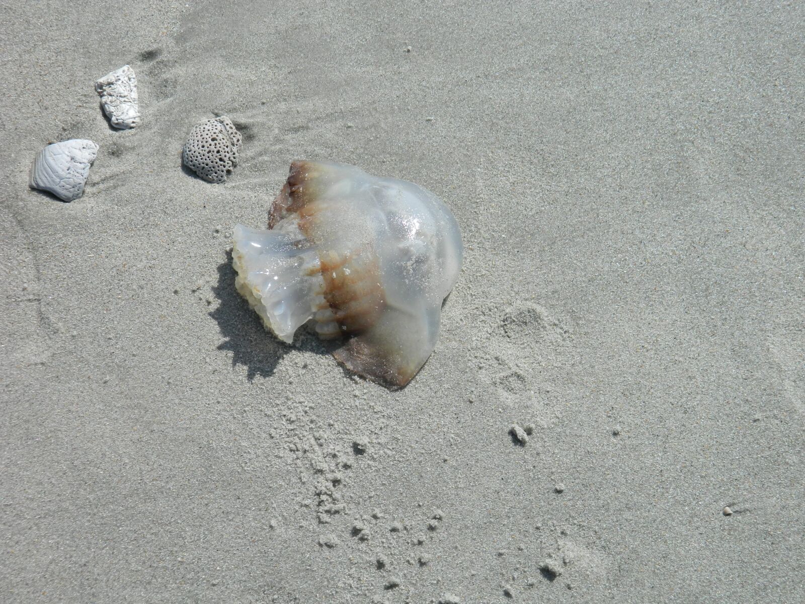 Nikon Coolpix L120 sample photo. Jelly fish, sea shells photography