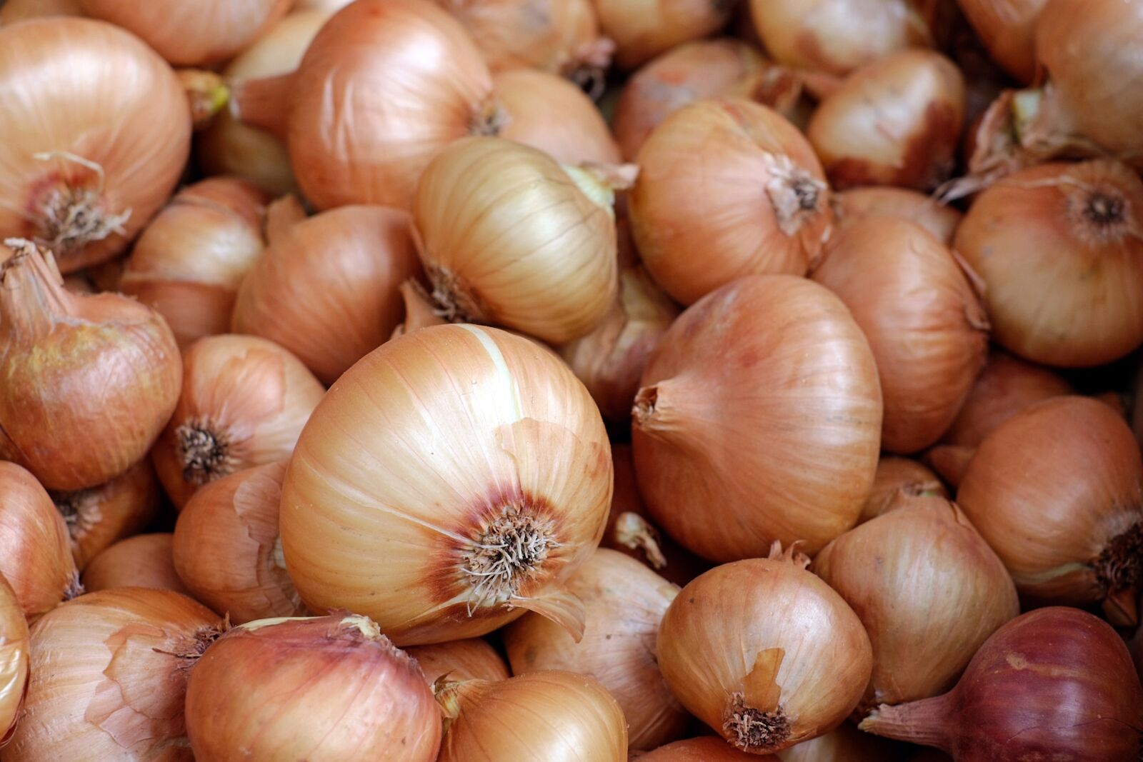 Fujifilm X-T10 + Fujifilm XF 35mm F1.4 R sample photo. Onions, vegetables, food photography