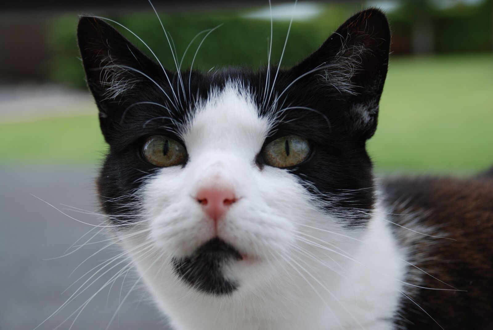 Nikon D80 sample photo. Cat, black and white photography