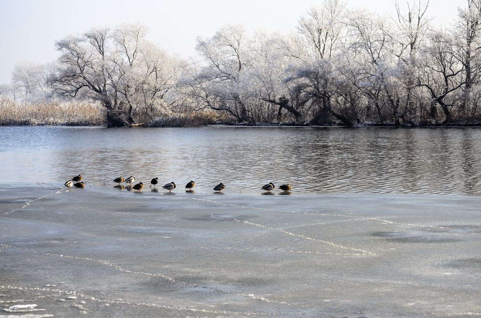 Nikon D5100 sample photo. Winter, river, bird photography