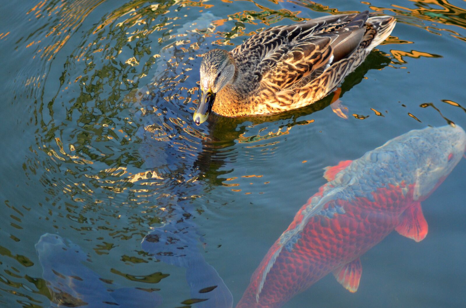 Nikon D5100 sample photo. Koi carp, koi, fish photography