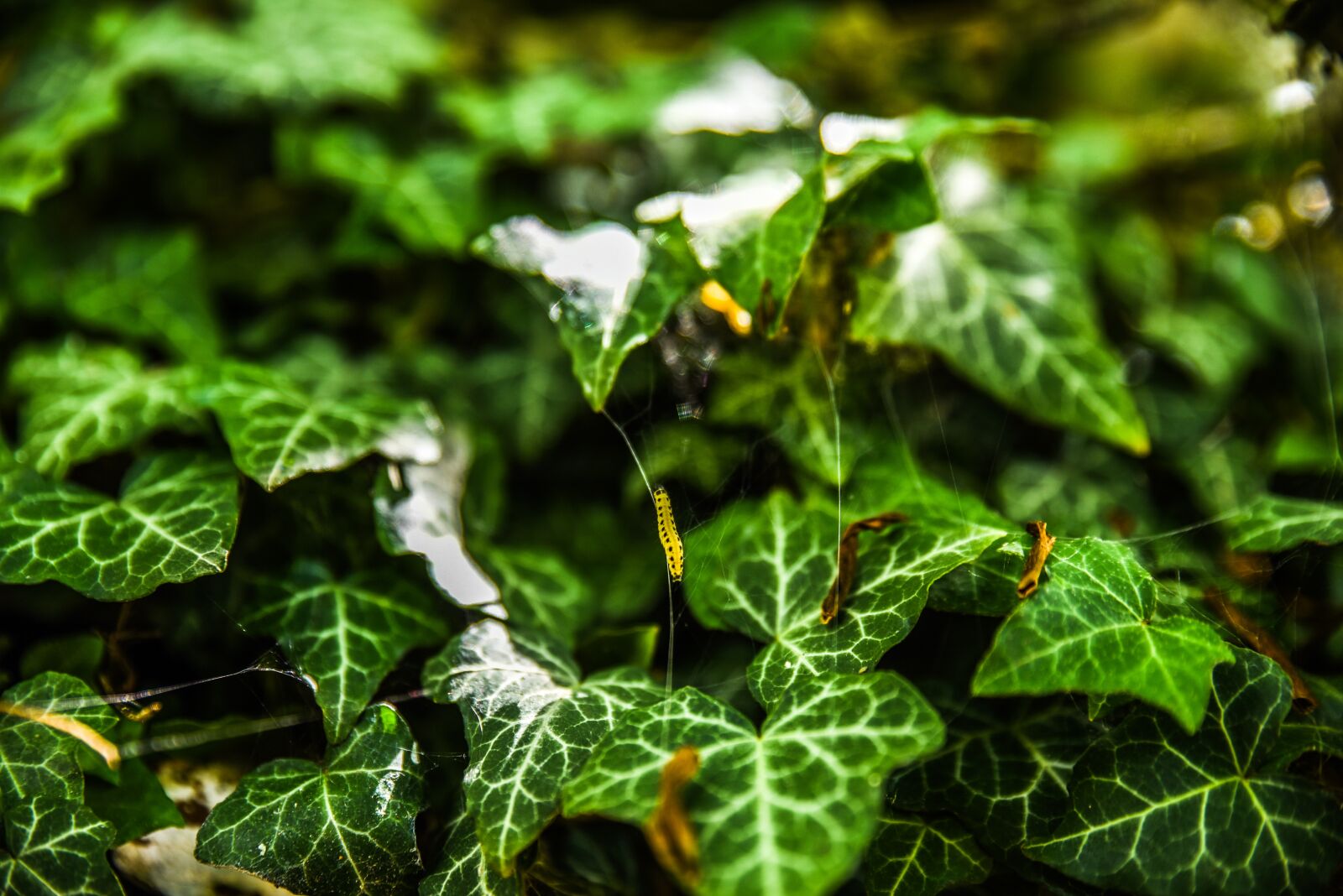 Nikon D750 sample photo. Caterpillar, nature, insect photography