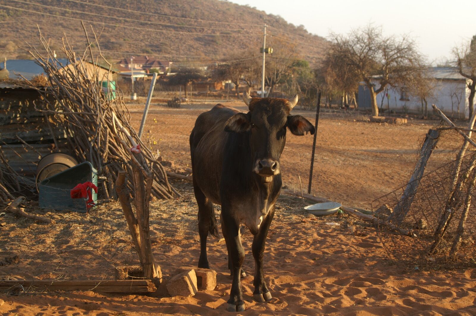 KONICA MINOLTA DYNAX 7D sample photo. Goat, cow, limpopo photography