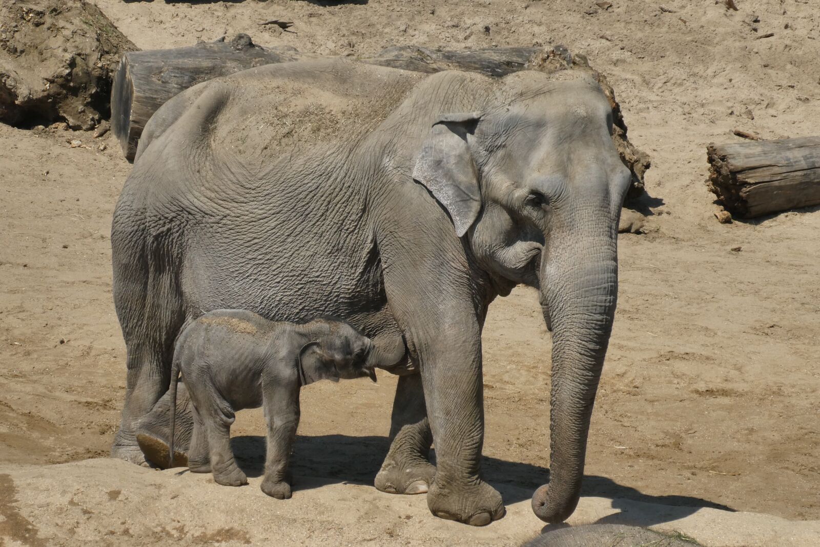 Panasonic Lumix DC-ZS70 (Lumix DC-TZ90) sample photo. Elephant with boy, zoo photography