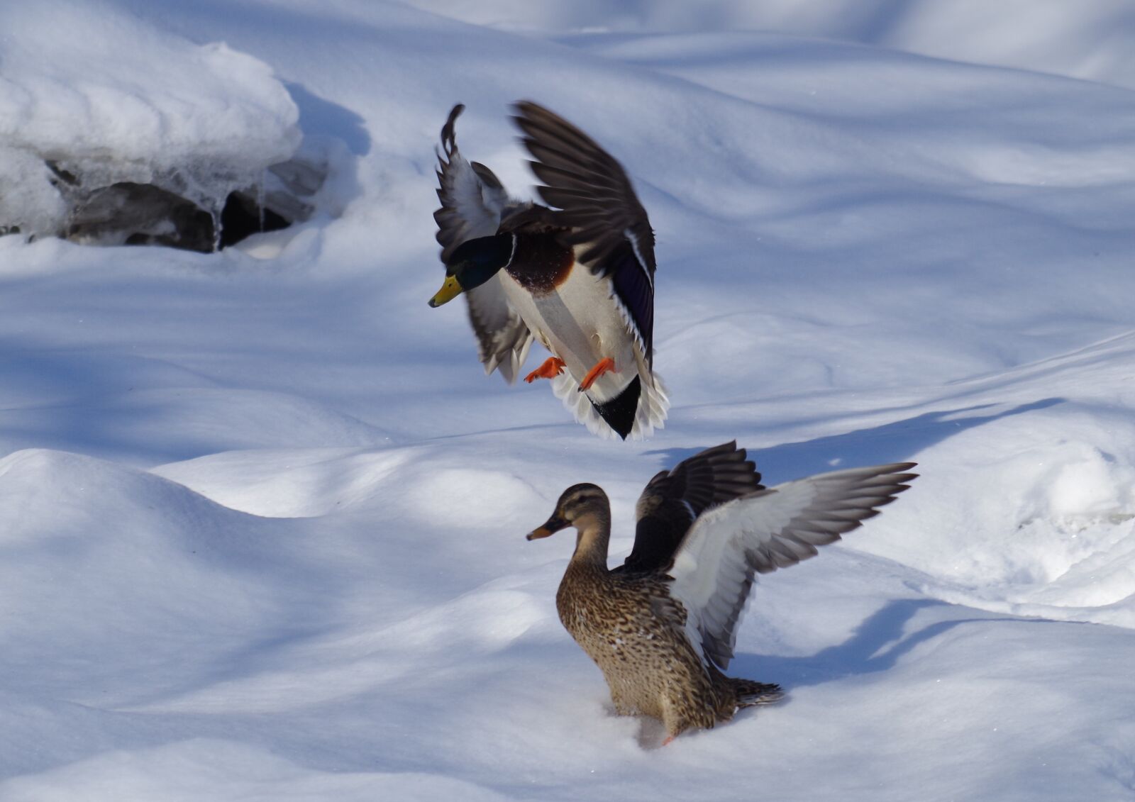 Pentax K-50 sample photo. Duck, landing, animal photography