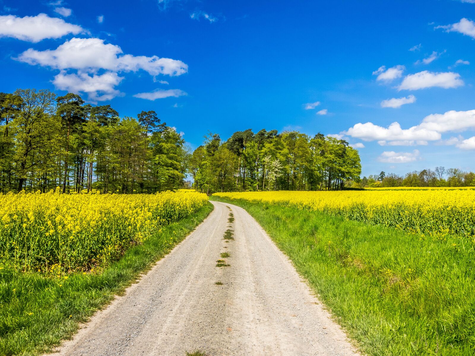 Olympus OM-D E-M1 + OLYMPUS M.12-50mm F3.5-6.3 sample photo. Spring, landscape, oilseed rape photography