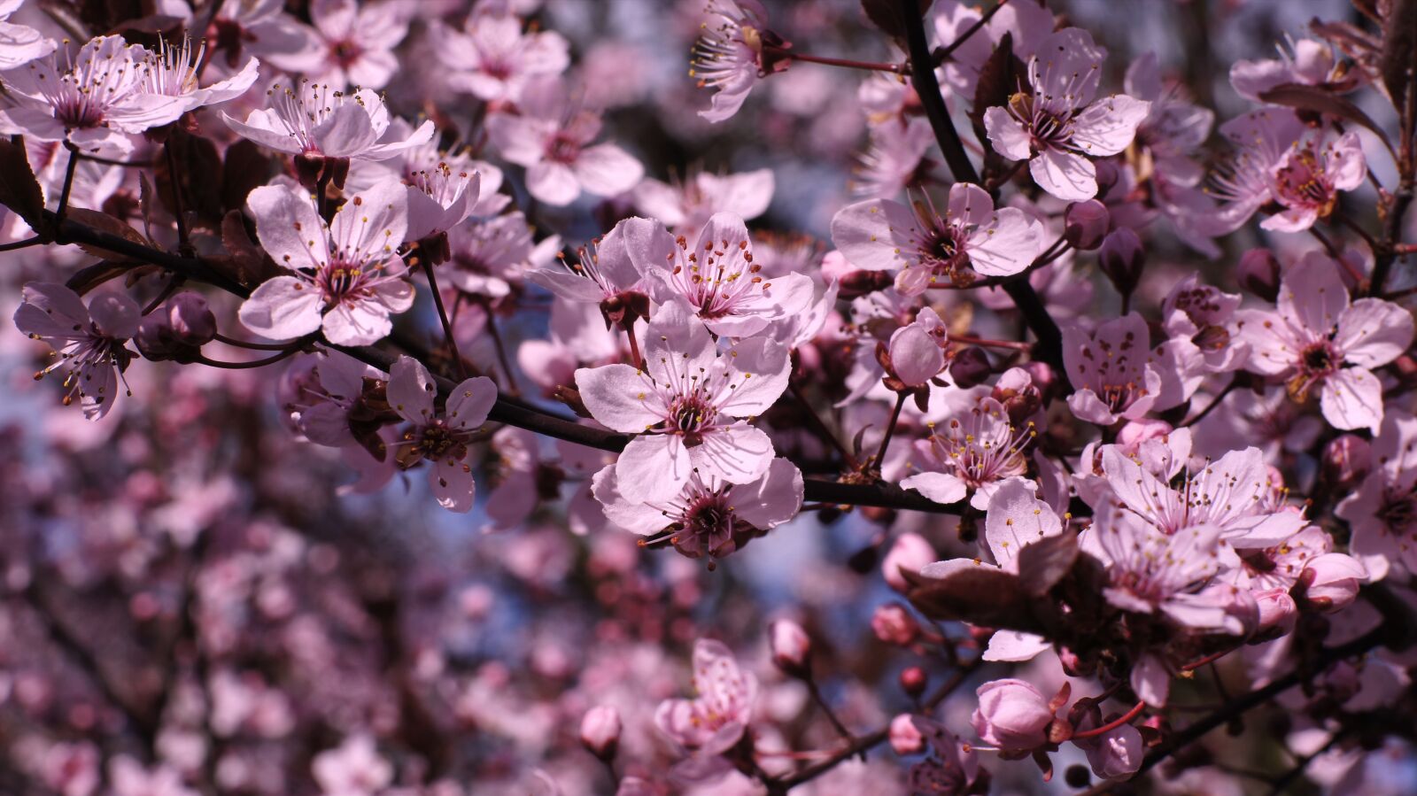 Minolta AF 50mm F1.4 [New] sample photo. Cherry blossoms, blossoms, tree photography