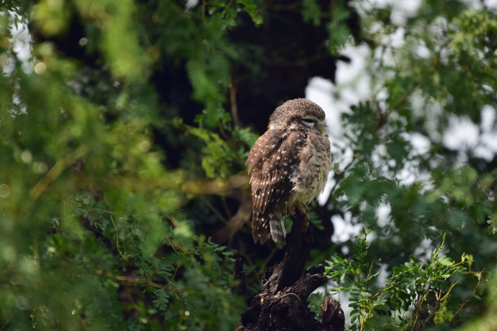 Nikon D3300 sample photo. Owl, jaipur, rajasthan photography