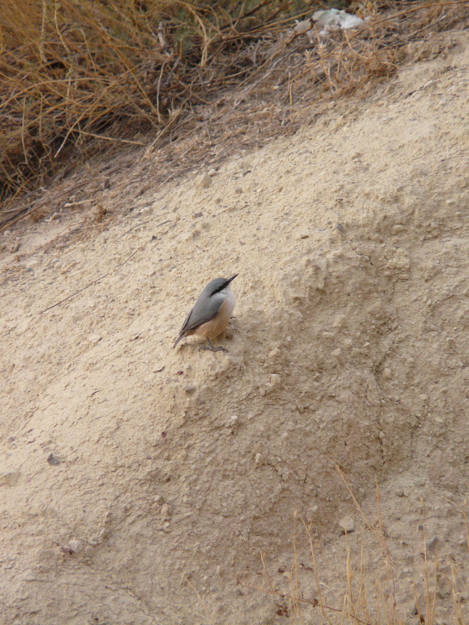 Panasonic DMC-FZ18 sample photo. Kleiber, bird, animal photography
