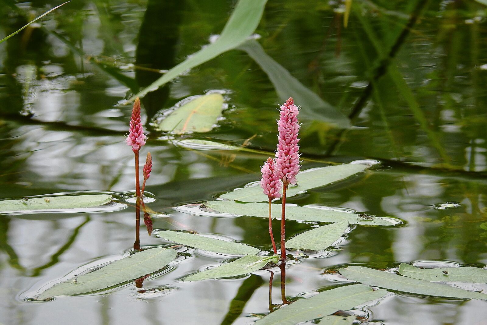 Nikon Coolpix P900 sample photo. Lake, water plant, summer photography